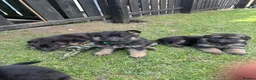 German Shepherd dogs for sale: Kc registered German shepherd puppies  - Advert 8