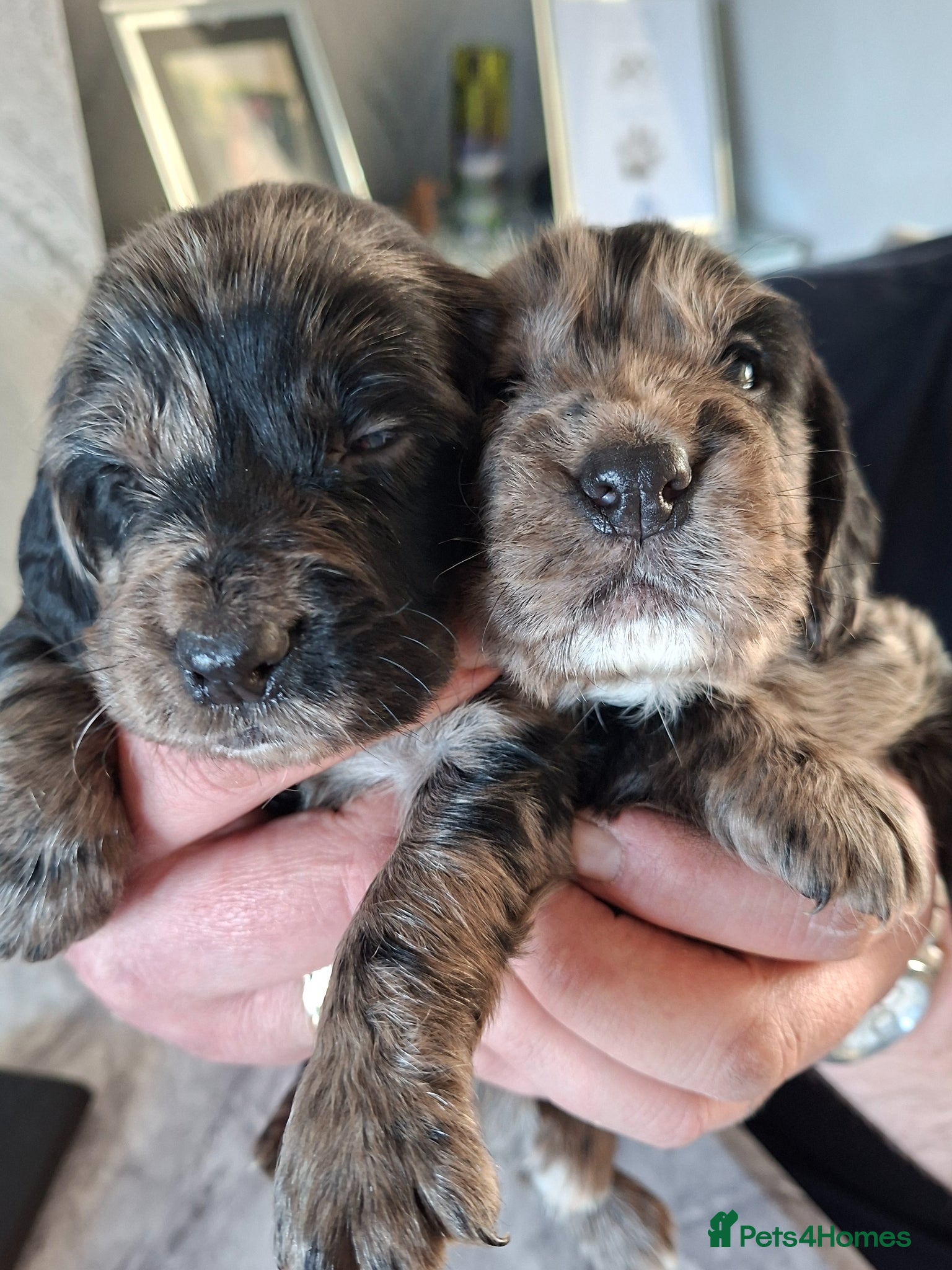 Cocker Spaniel dogs Cocker spaniel pups - Advert 14