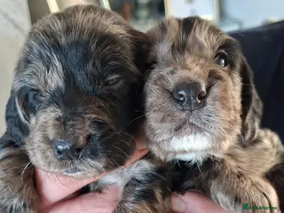 Cocker Spaniel dogs Cocker spaniel pups - Advert 14