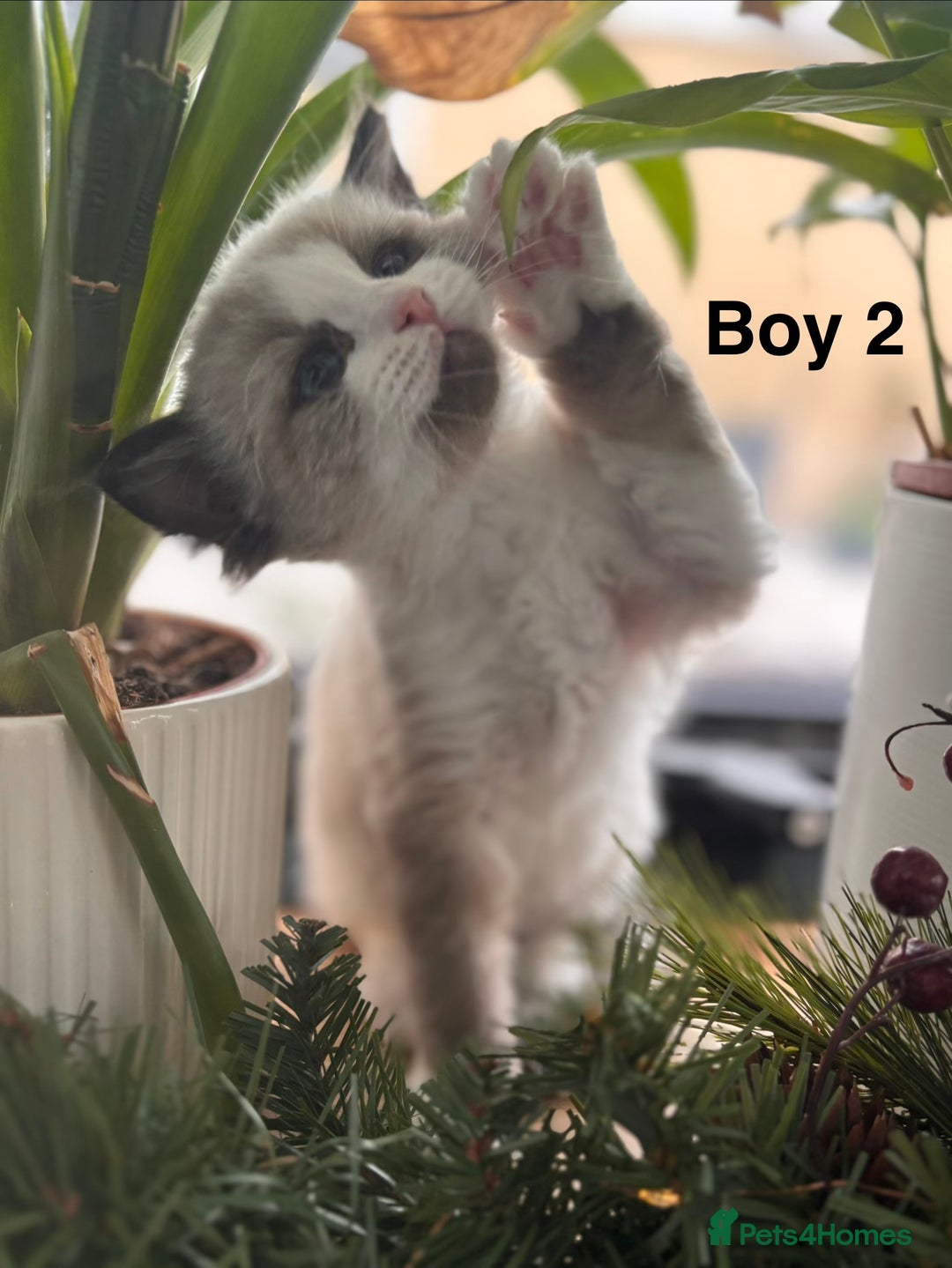 Ragdoll cats for sale: Stunning Ragdoll Kittens Available - Advert 5