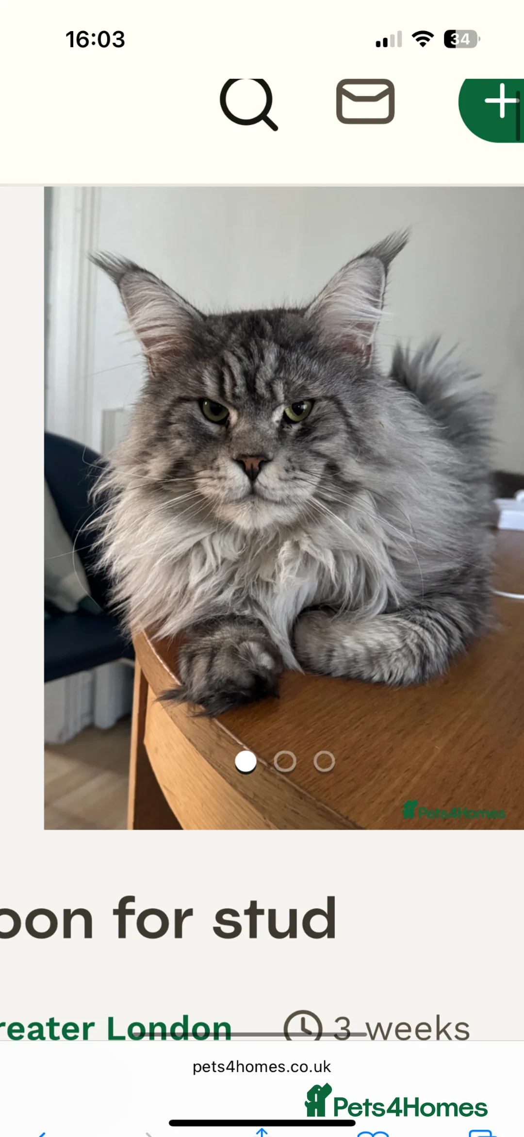 Maine Coon cats for sale: XL Beautiful Pure Pedigree Maine Coon Kitten - Advert 7