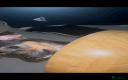 Jack Russell dogs for sale: Jack Russell’s  - Advert 9