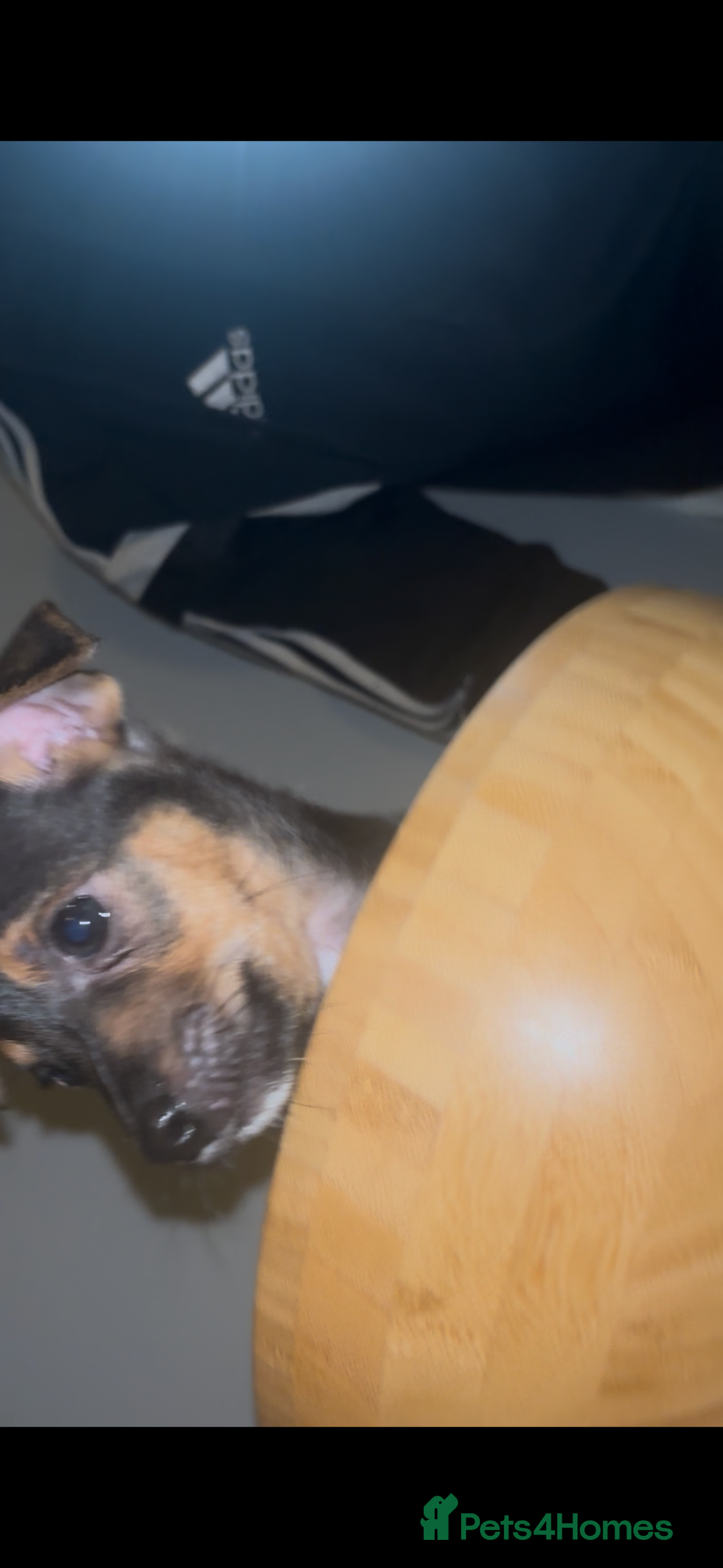 Jack Russell dogs for sale: Jack Russell’s  - Advert 9