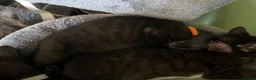 Mixed Breed cats for sale: 2 female kittens looking for loving home - Advert 15