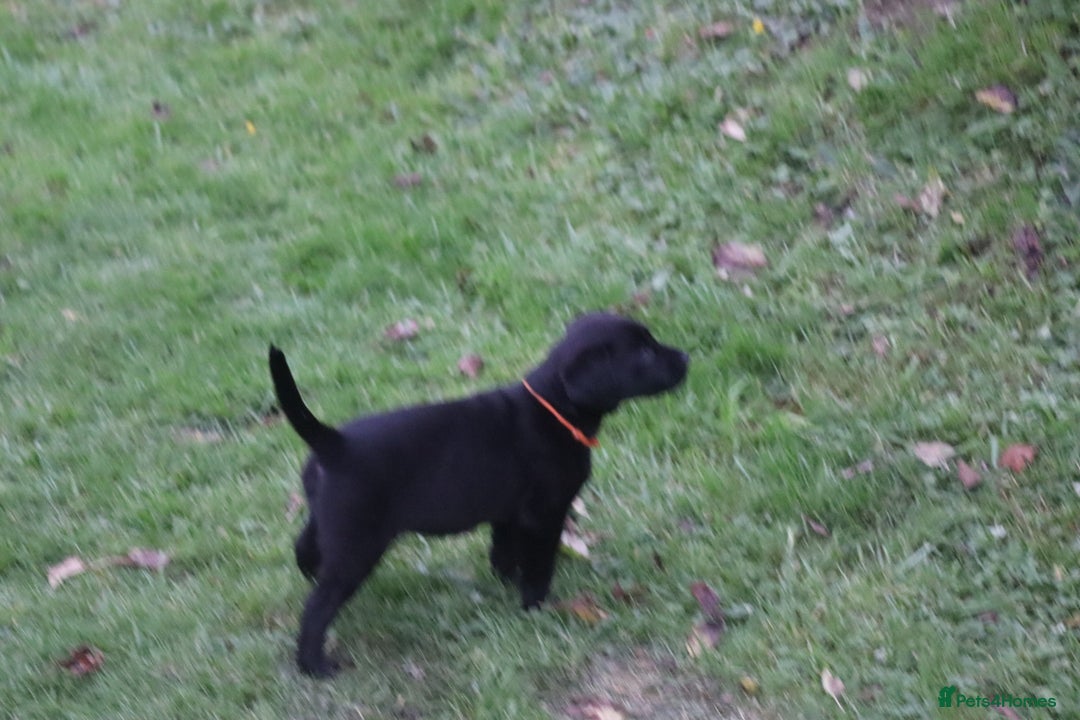 Labrador Retriever dogs for sale: 1 Black Labrador bitch left ready to go now  - Image 14