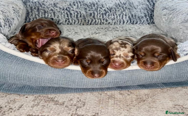 Miniature Dachshund dogs - Advert 1
