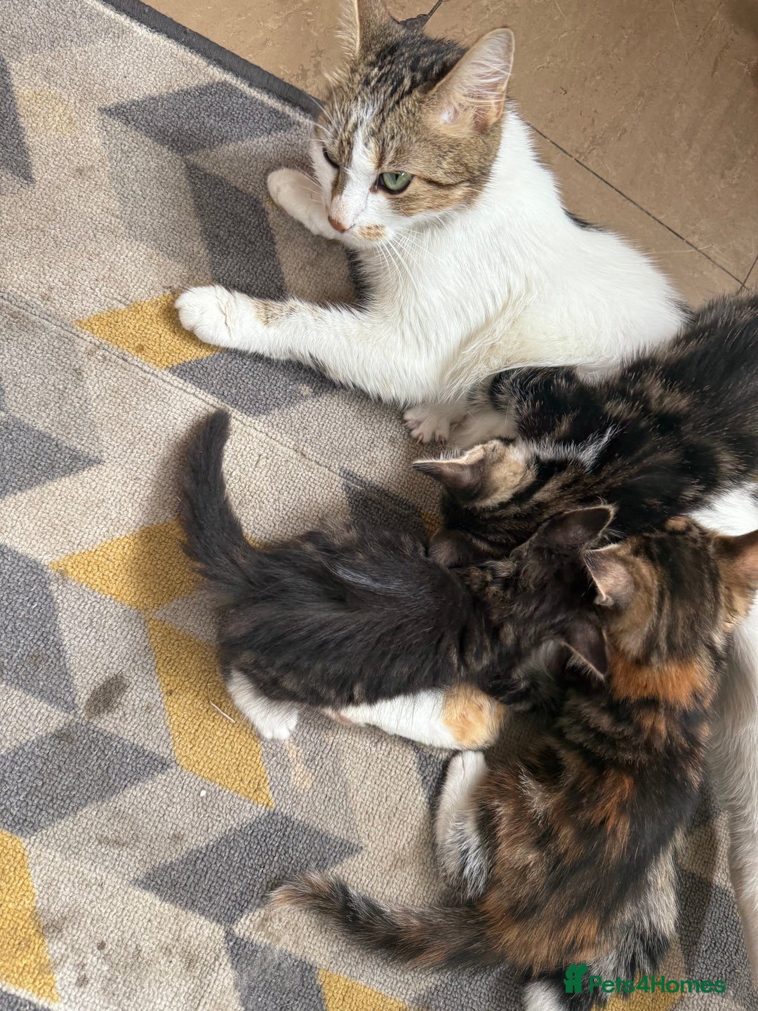 British Shorthair cats for sale: 6 ADORABLE BRITISH SHORTHAIR KITTENS - Image 1