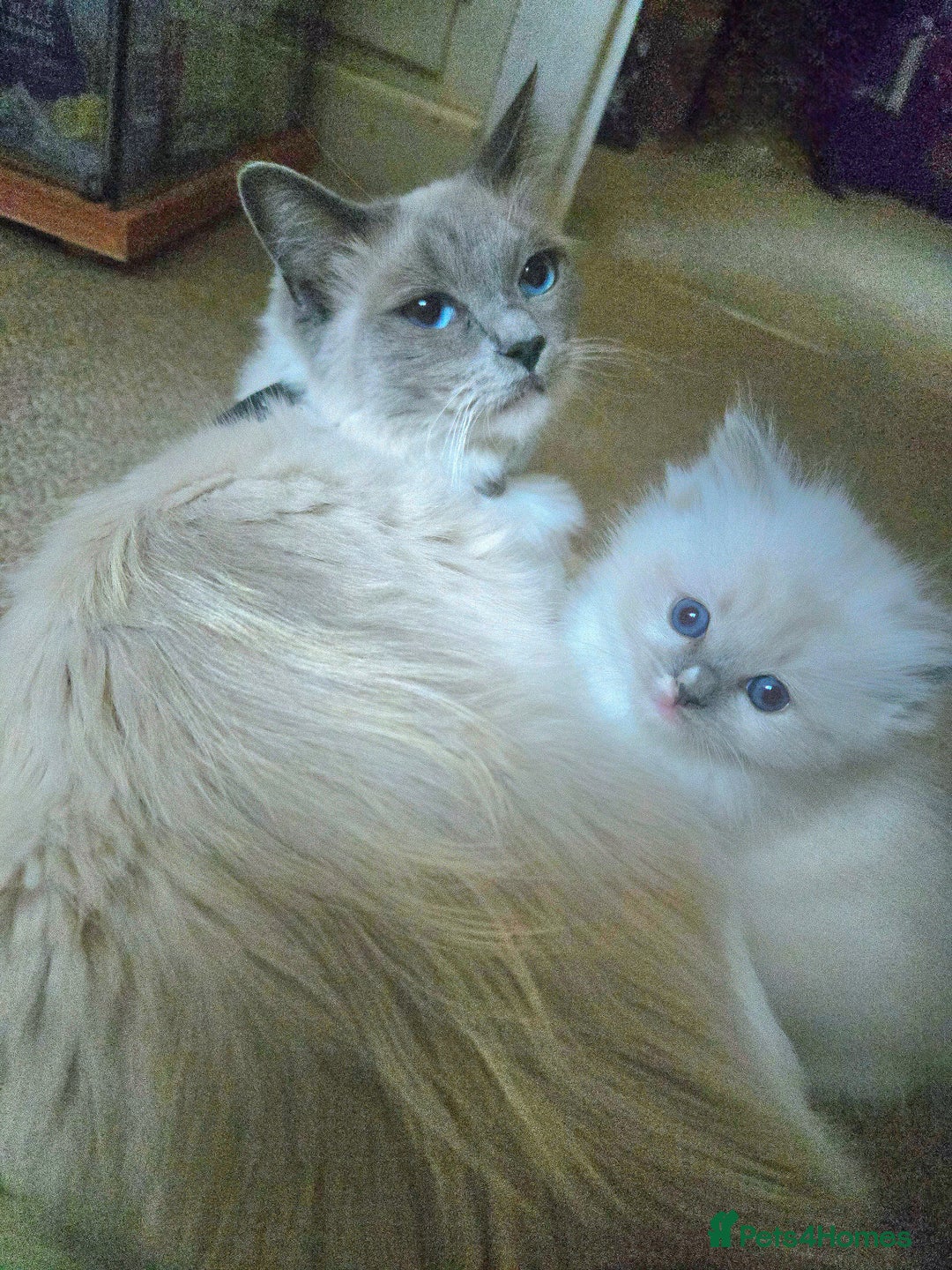 Mixed Breed cats for sale: 🎊RESERVED🎊💖Pure Blue-point mitted Ragdoll ♀️💖 - Image 1