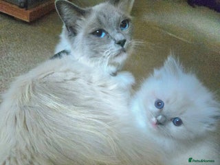 Mixed Breed cats - Advert 2