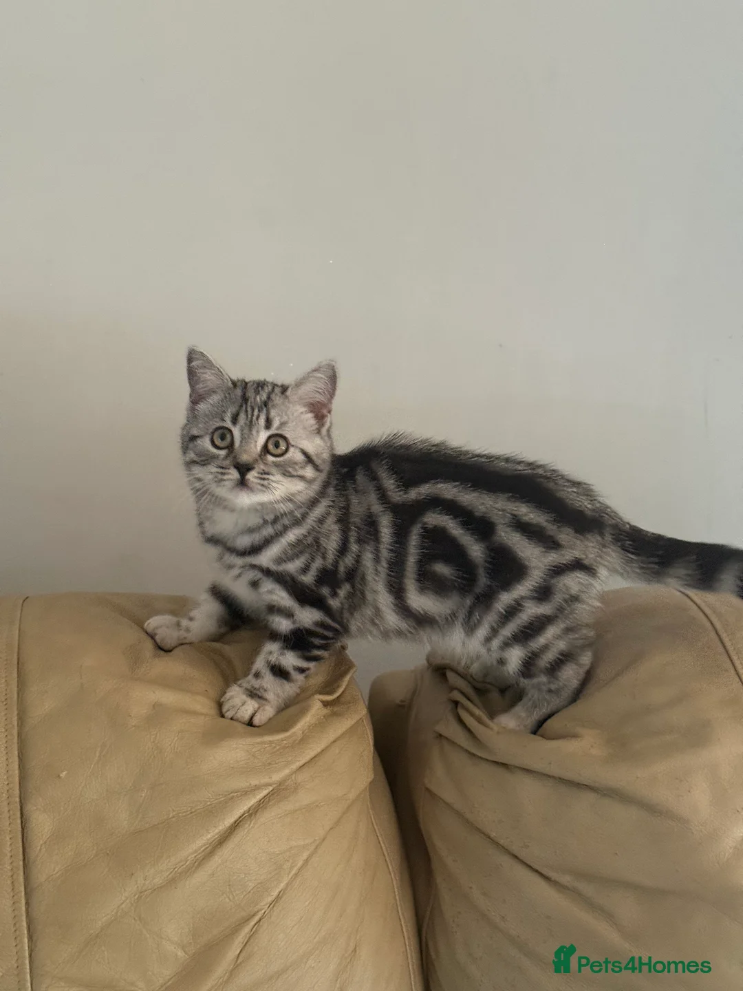 British Shorthair cats for sale: Top quality stunning British shorthair silvers - Advert 7