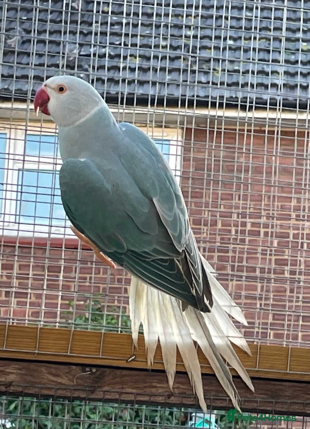 Ringnecks birds for sale: Indian ringneck  - Advert 1