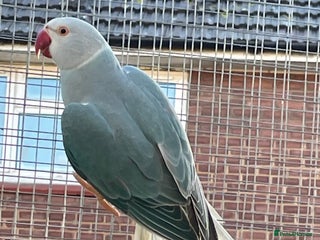 Ringnecks birds Indian ringneck - Advert 1