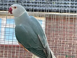 Ringnecks birds Indian ringneck - Advert 22