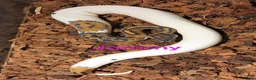 Python Snake reptiles for sale: Ball pythons (8mth). Pied/Firefly/Gene X/Mojave) - Advert 14