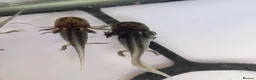 Axolotl reptiles for sale: Black Meleniod axolotls   in Caldicot - Advert 7