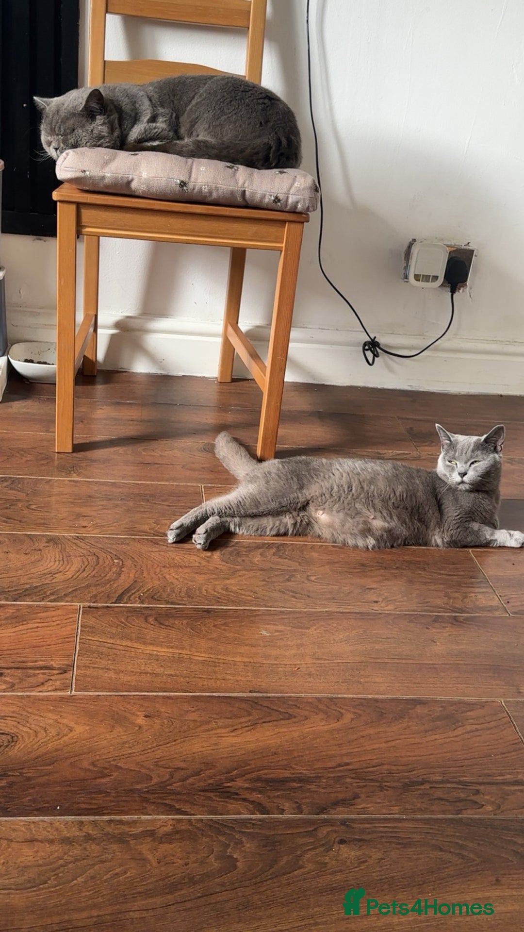 British Shorthair cats for sale: Bsh kittens  - Image 5