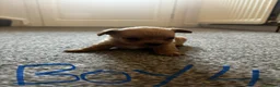 Yorkshire Terrier dogs for sale: Gorgeous Yorkshire terriers  - Advert 5