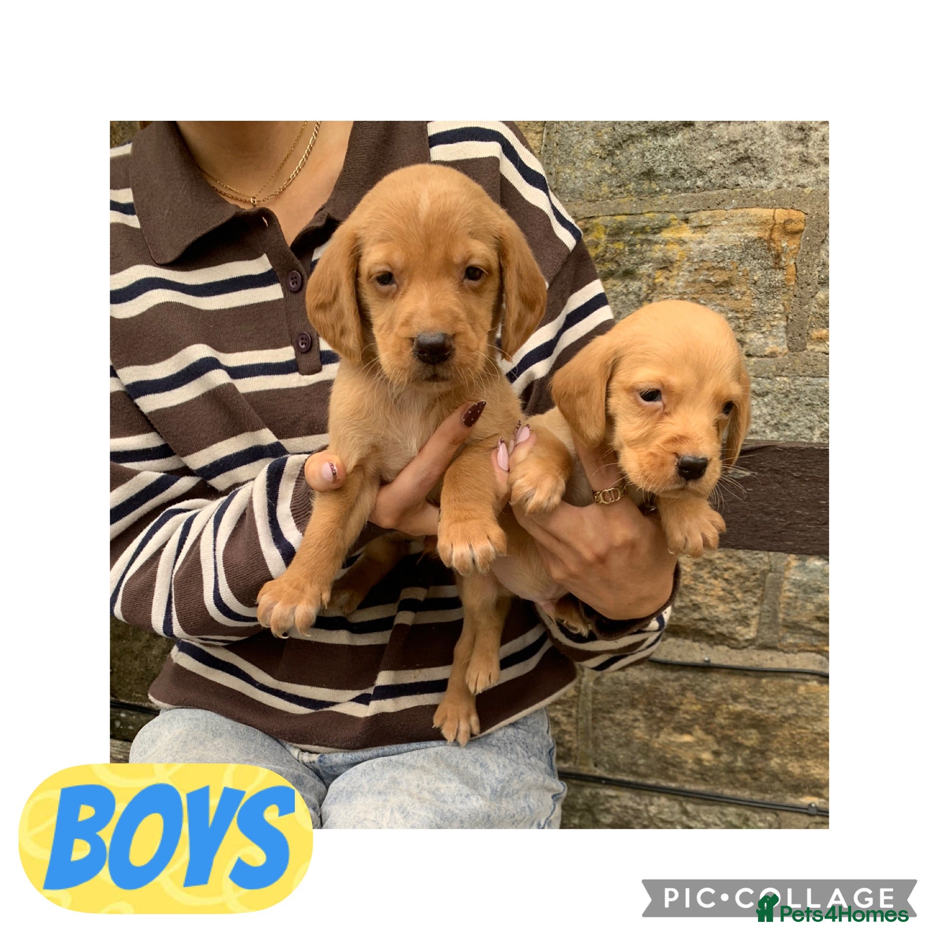 Cockerdor dogs Fox red Cockerdor pups 🐶 - Advert 2