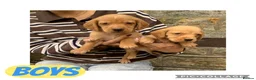 Cockerdor dogs for sale: Fox red Cockerdor pups 🐶 - Advert 4