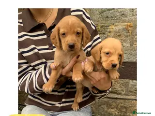 Cockerdor dogs Fox red Cockerdor pups 🐶 - Advert 10