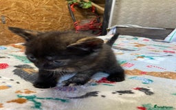 Persian cats for sale: 8 British short hair x Persian kittens  - Image 13