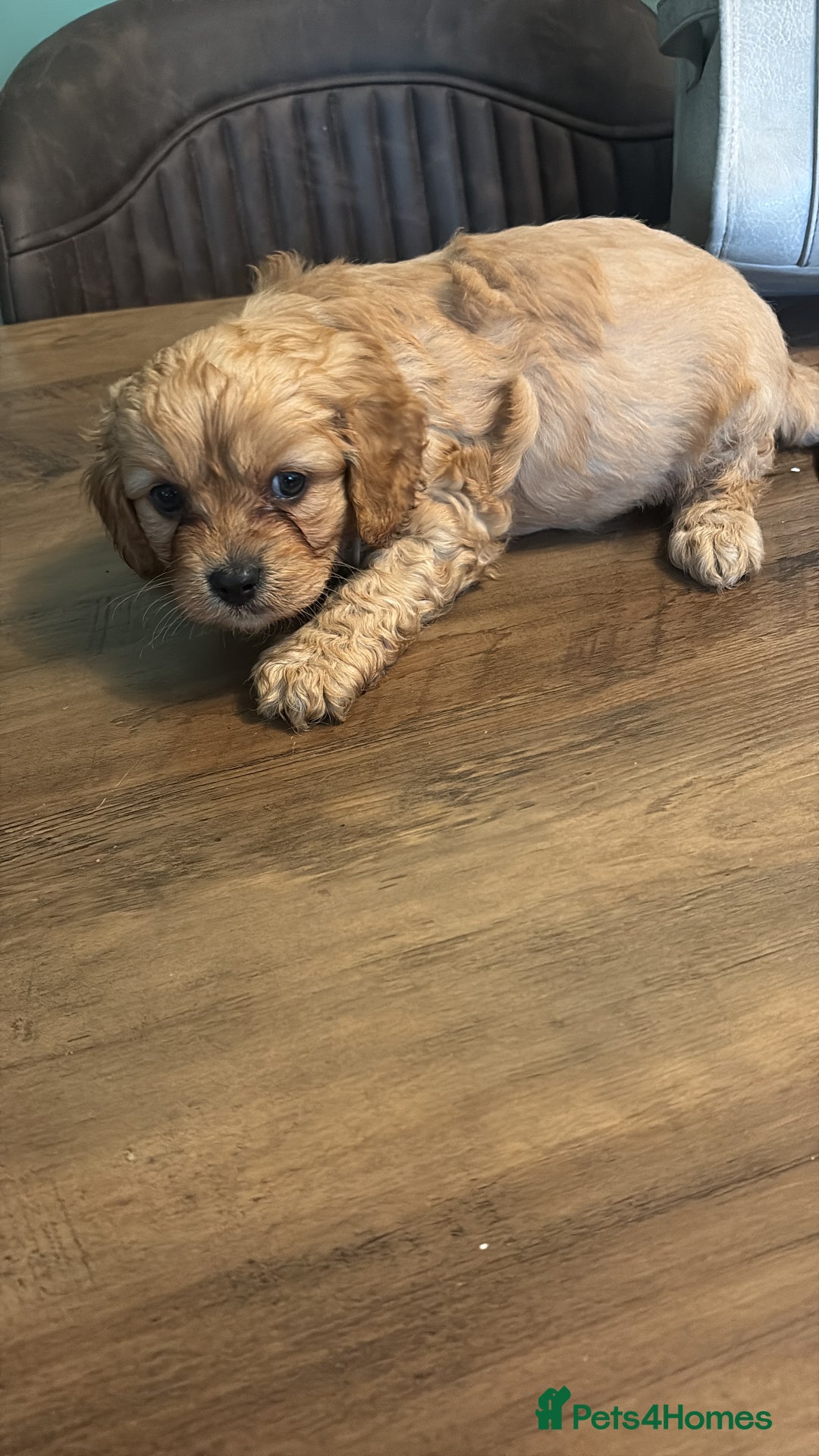 Cavapoo dogs for sale: Gorgeous Cavapoo puppies - Advert 7