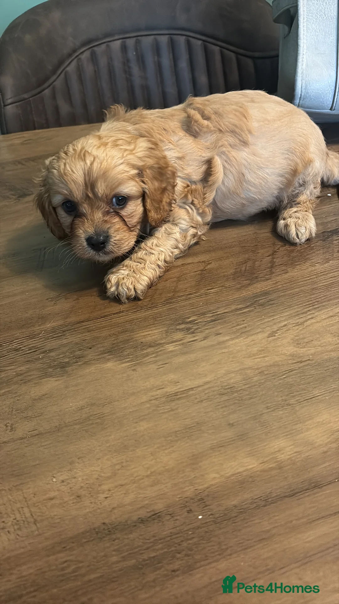 Cavapoo dogs for sale: Gorgeous Cavapoo puppies - Advert 7