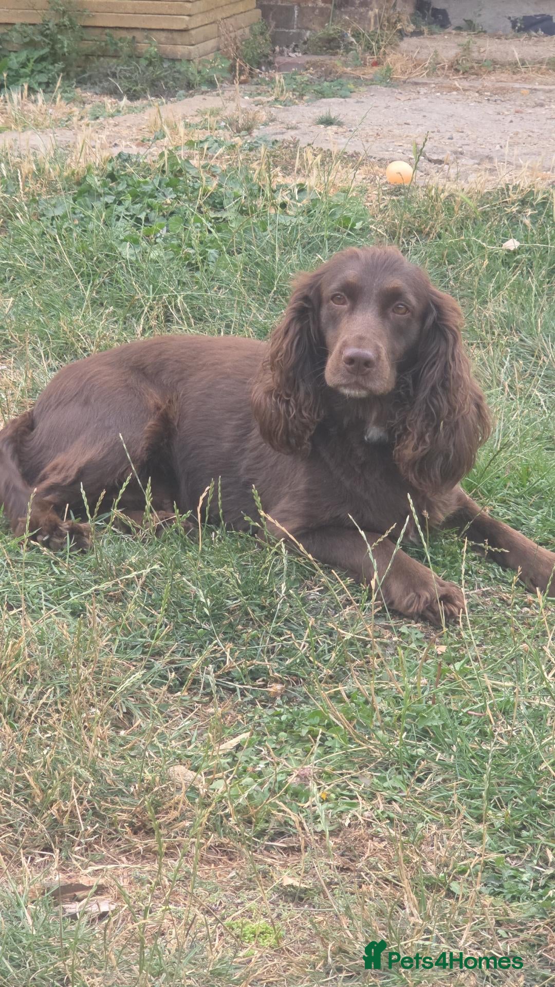 Sprocker dogs F1 sprocker puppies  - Advert 2