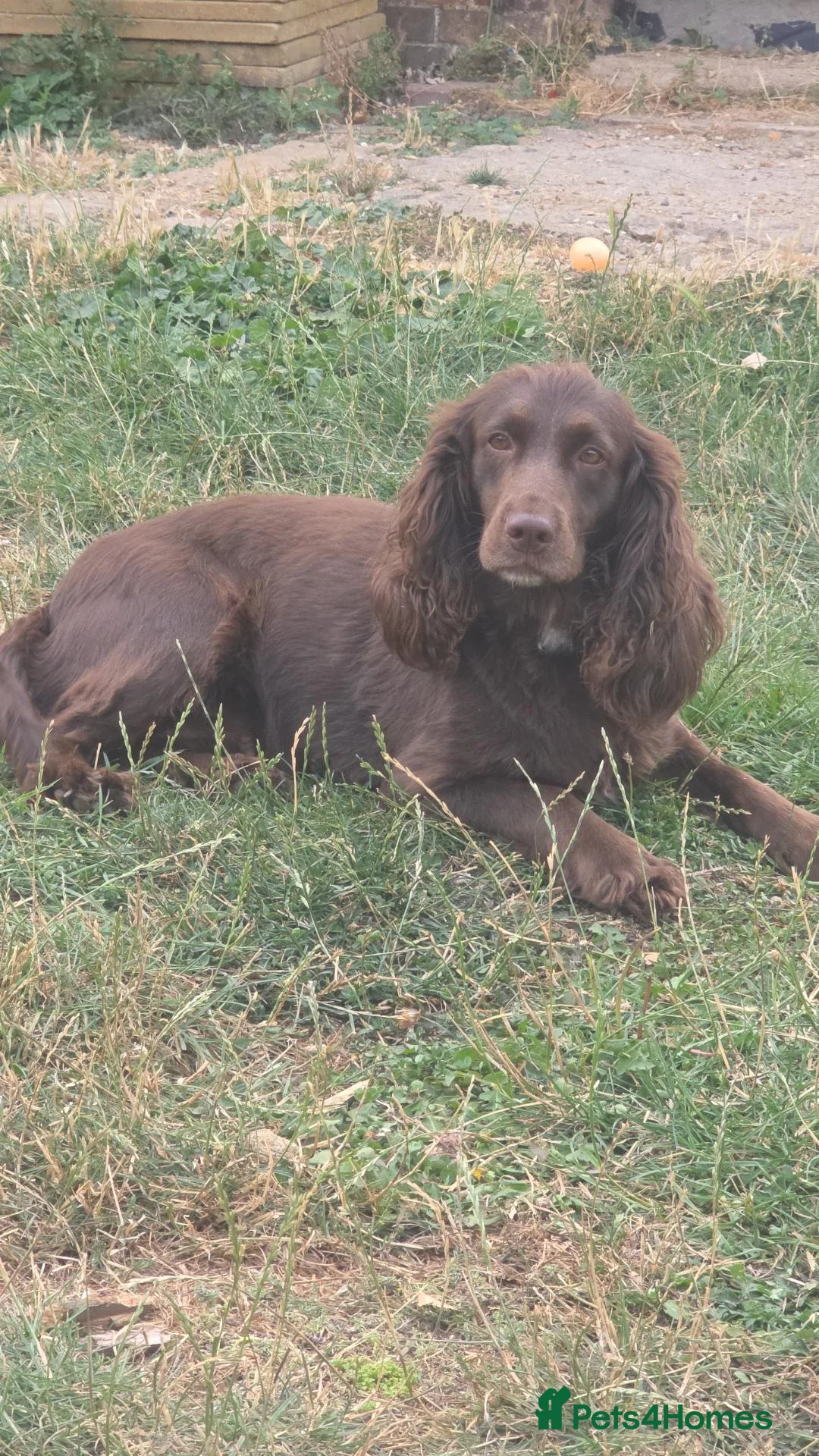 Sprocker dogs for sale: F1 sprocker puppies  in Chatteris - Advert 1
