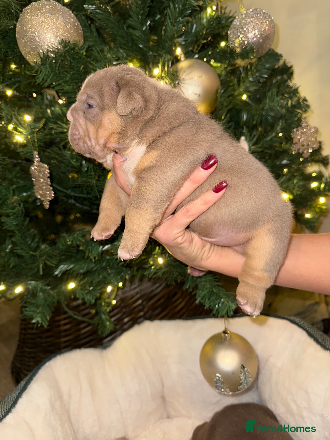 English Bulldog dogs for sale: Stunning English Bulldog Puppies 🐾🐶 - Advert 11