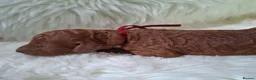 Standard Poodle dogs for sale: Exquisite St Poodle Puppies From Fully Health Test - Advert 6