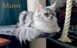 Maine Coon cats for sale: STUNNING XL PEDIGREE MAINE COON KITTENS  - Image 37
