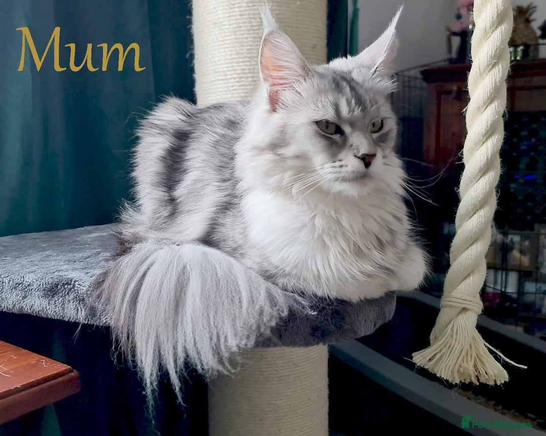 Maine Coon cats for sale: STUNNING XL PEDIGREE MAINE COON KITTENS  - Image 37