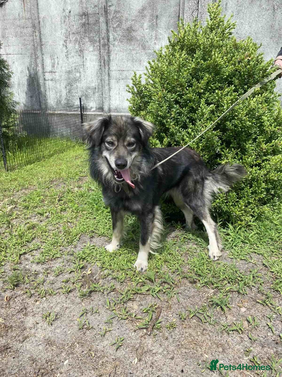 Border Collie dogs for adoption: FREDDIE - Male Border Collie - Advert 2