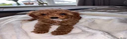 Cavapoo dogs for sale: TOY CAVAPOO GIRL. Health tested and training begun - Advert 10