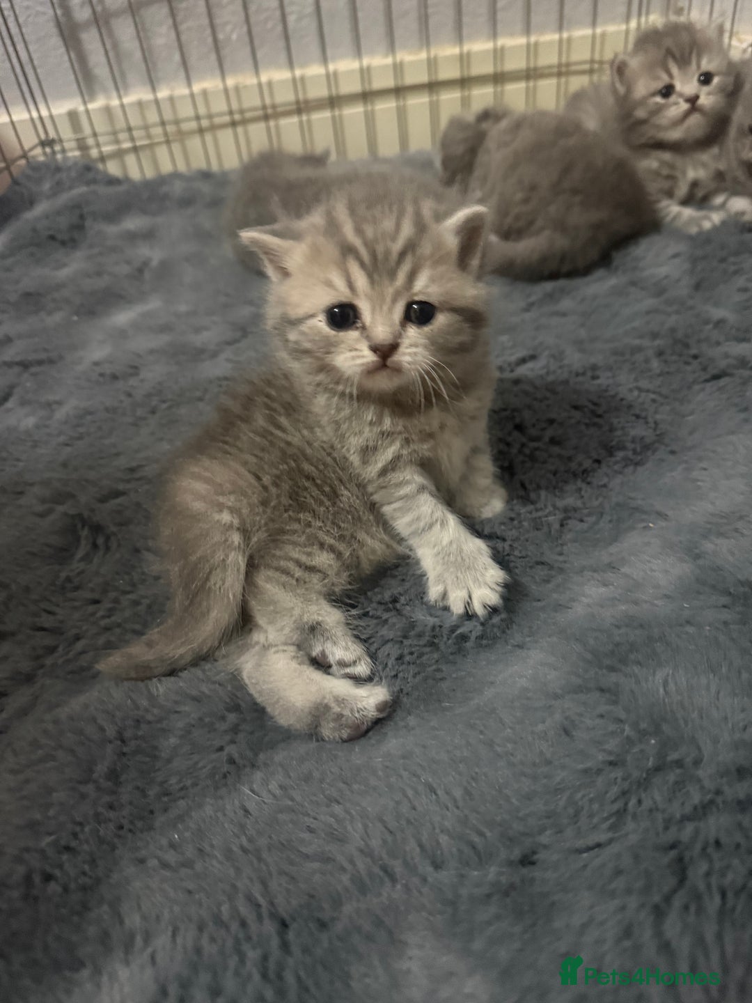 Scottish Fold cats for sale: Scottish fold kittens  - Advert 27