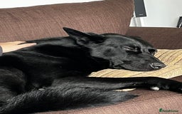 German Shepherd dogs for stud: 4-Year-Old Czech Shepherd- Proven Stud (Sheffield) - Image 9