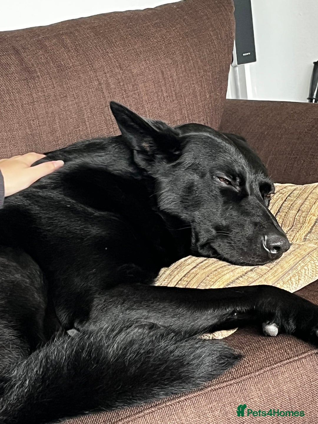 German Shepherd dogs for stud: 4-Year-Old Czech Shepherd- Proven Stud (Sheffield) - Image 9