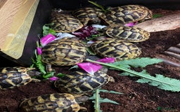 Hermann Tortoise reptiles for sale: Hermanns Tortoise babies - Image 6