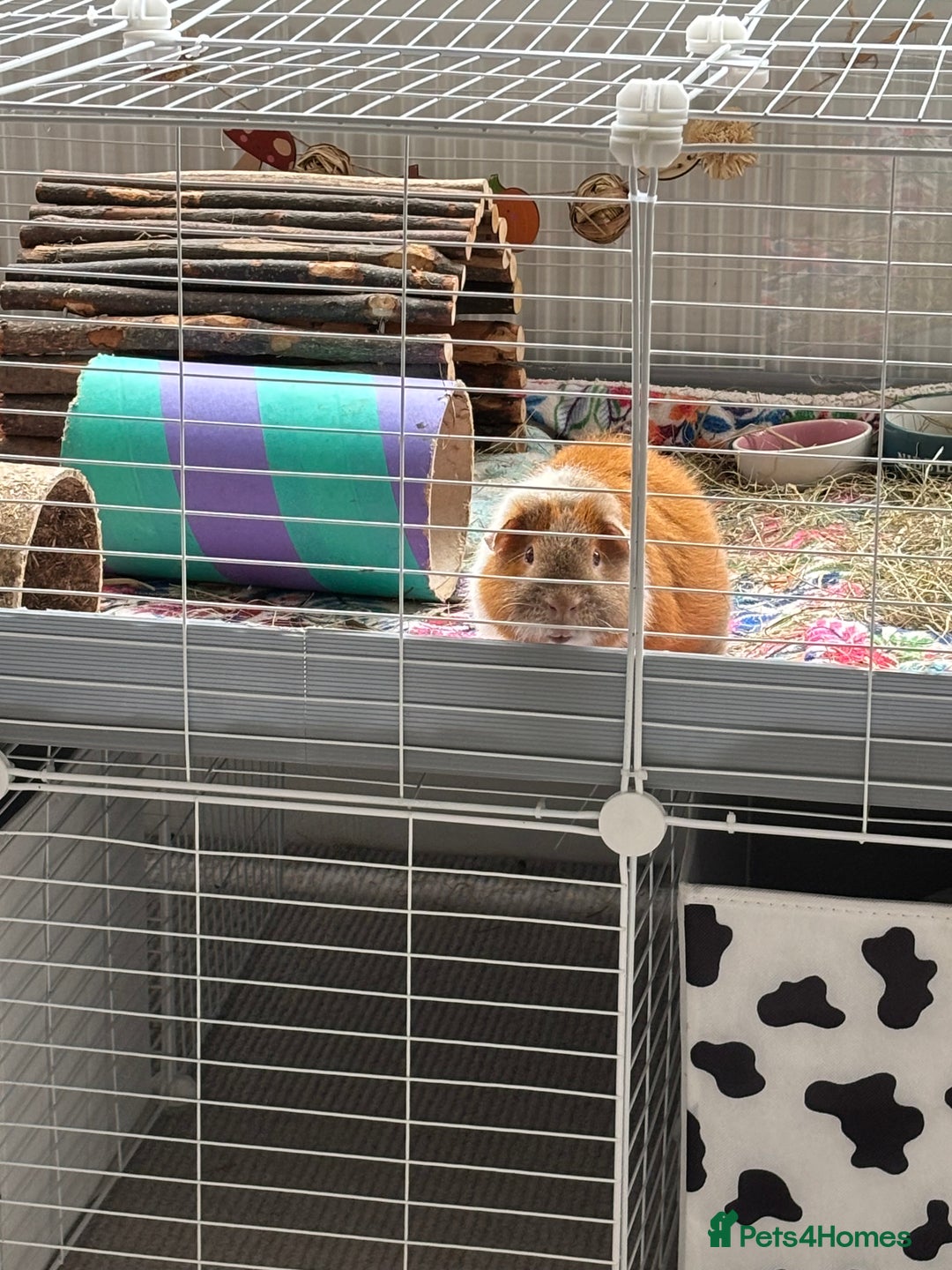 Guinea Pig rodents for sale: 8 month old Teddy Rex Guinea Pig - Image 2