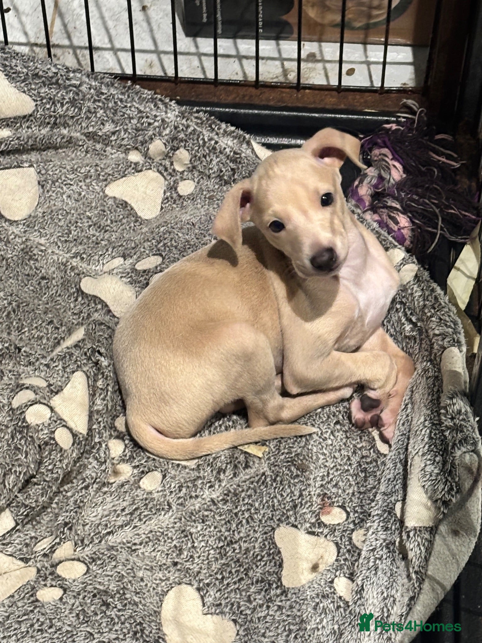 Italian Greyhound dogs Cream Boy Both Parents KC Registered & DNA tested  - Advert 9