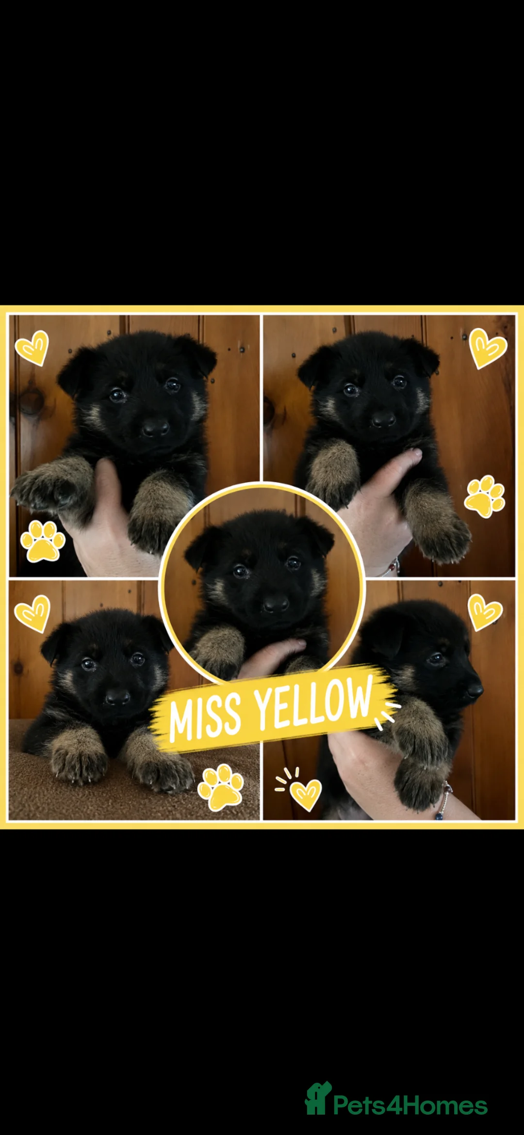 German Shepherd dogs for sale: Stunning German Shepherds by Shawhead Shepherds - Advert 2
