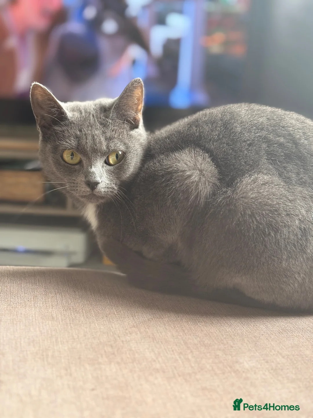 Mixed Breed cats for sale: Beautiful shy girl looking for quiet forever home in Huntingdon - Advert 1