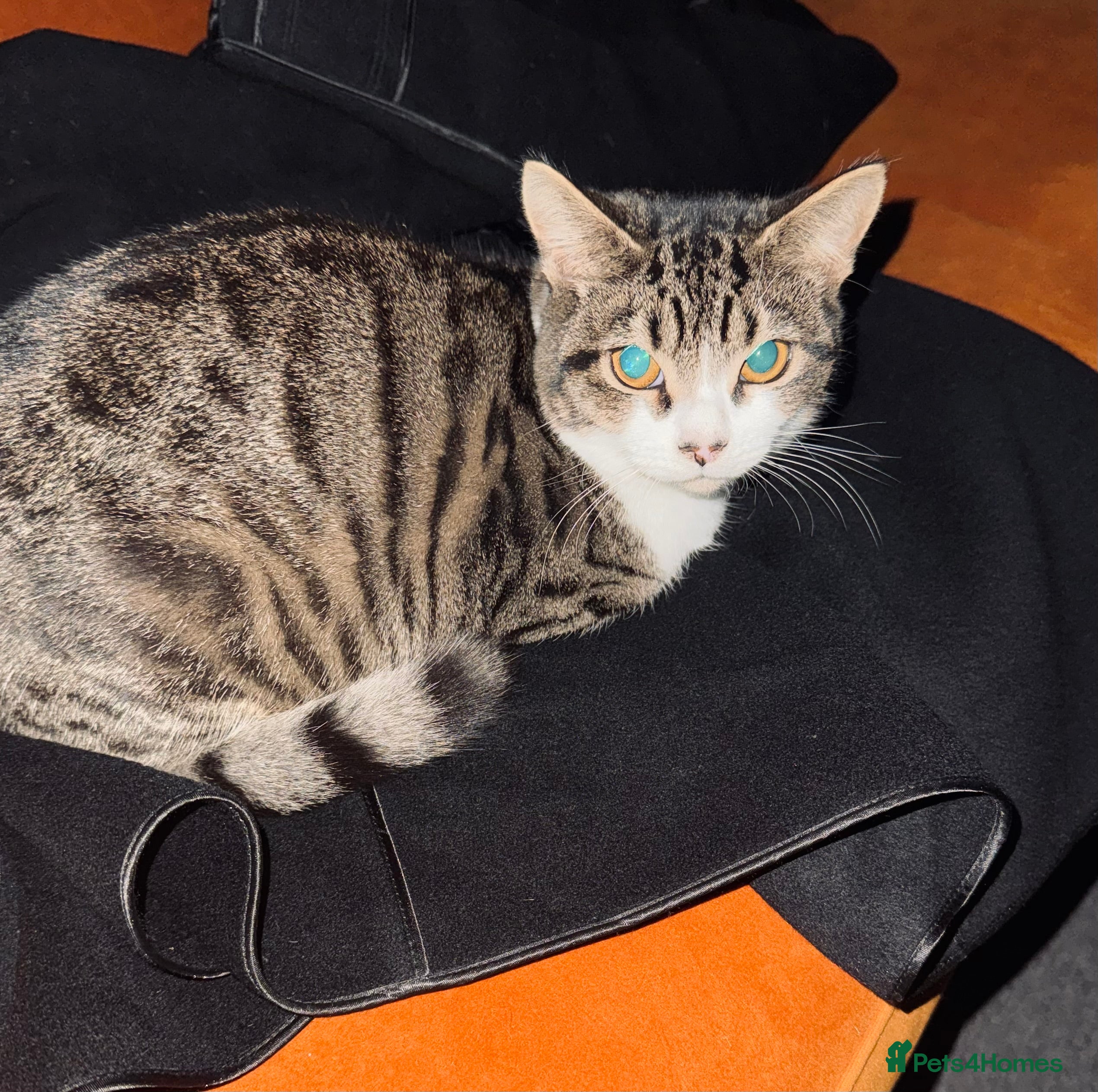 Mixed Breed cats beautiful tabby female cat, 7 months old. - Advert 1