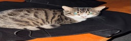 Mixed Breed cats for sale: beautiful tabby female cat, 7 months old. - Advert 1