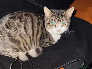 Mixed Breed cats beautiful tabby female cat, 7 months old. - Advert 13