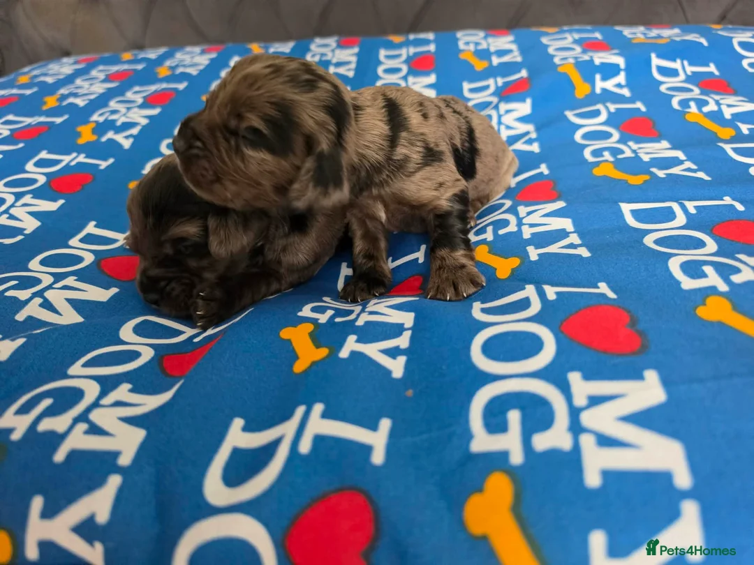 Cocker Spaniel dogs for sale: Beautiful Spaniel Puppies for Sale from 15/05/2026 - Advert 9