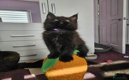 Maine Coon cats for sale: ✨7 Pure Bred Maine Coon Kittens✨ - Image 18