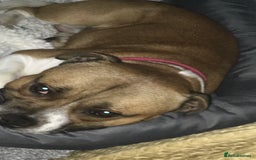 Staffordshire Bull Terrier dogs for stud: Proven Staffordshire Bull Terrier for Stud  - Image 5