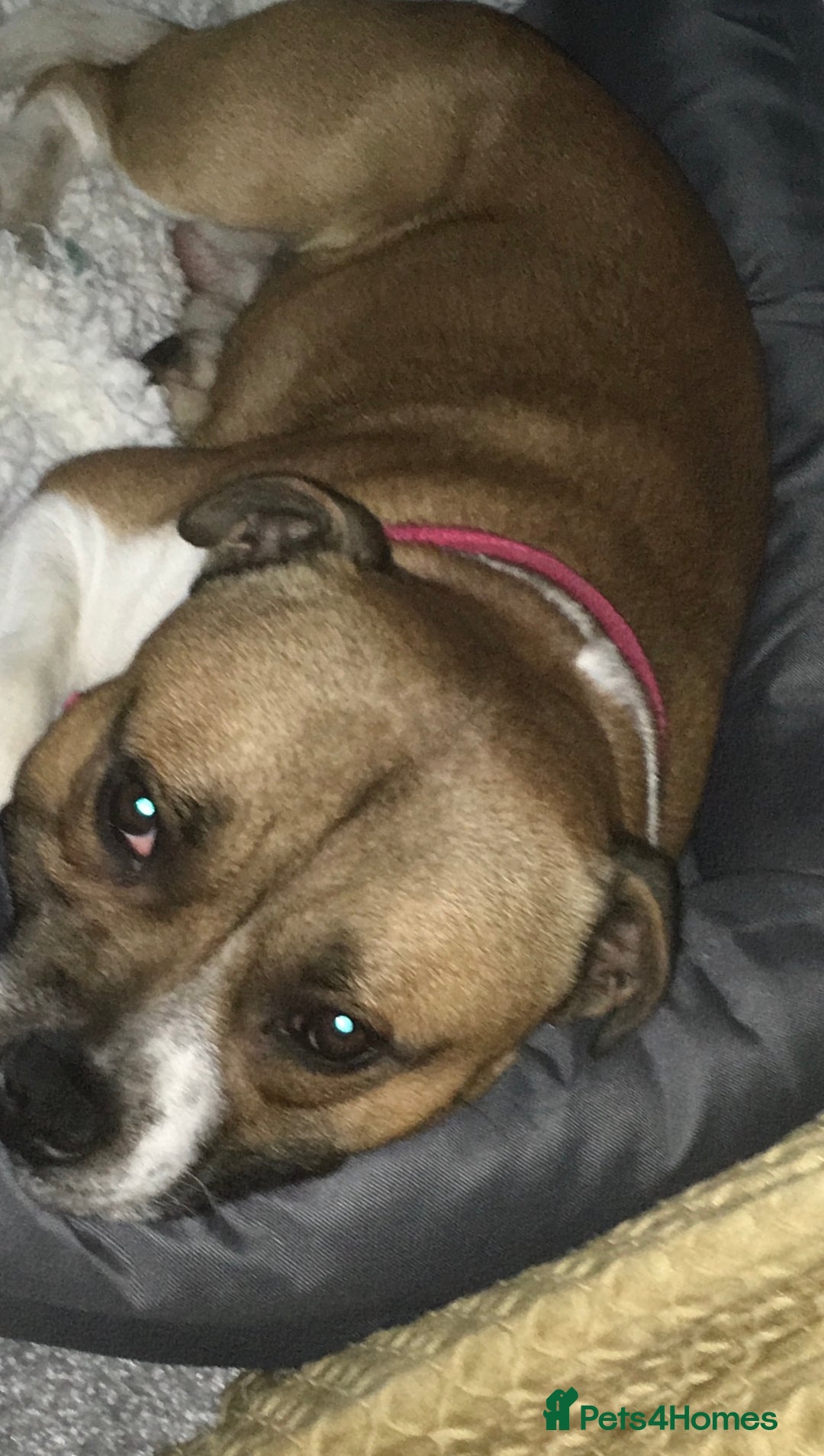 Staffordshire Bull Terrier dogs for stud: Proven Staffordshire Bull Terrier for Stud  - Image 5